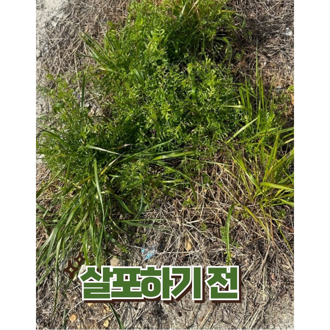 그래코리아 제초 농약 아니며 잡초 제거제 잔디관리 싹쓰리S 유해조류 동물 기피제, 1개 상세 이미지 2
