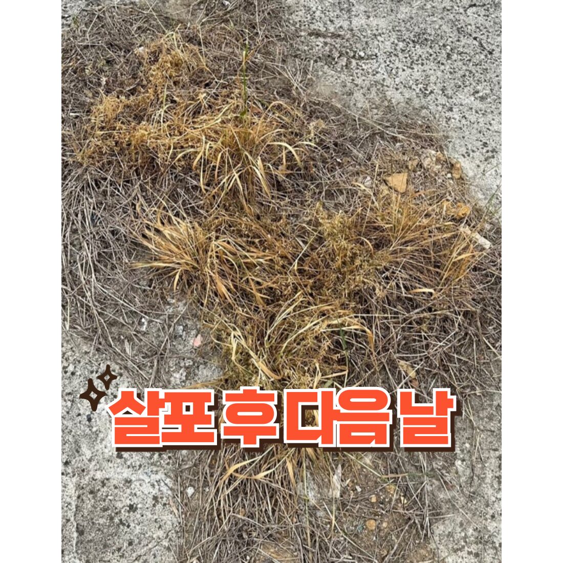 그래코리아 제초 농약 아니며 잡초 제거제 잔디관리 싹쓰리S 유해조류 동물 기피제, 1개 상세 이미지 1