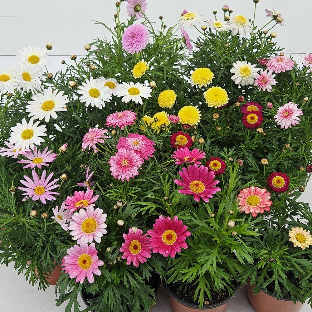 아비가든 목마가렛 2색/4색 받침+영양제 포함(2월 3월 꽃 많음) 봄꽃 겨울꽃 키우기쉬운식물, 2개, 2종할인 상세 이미지 1